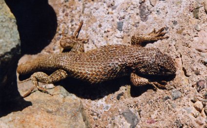 Peru plants and animals